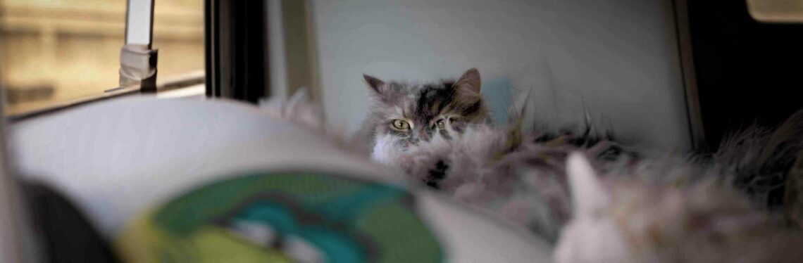 gatto siberiano in camper